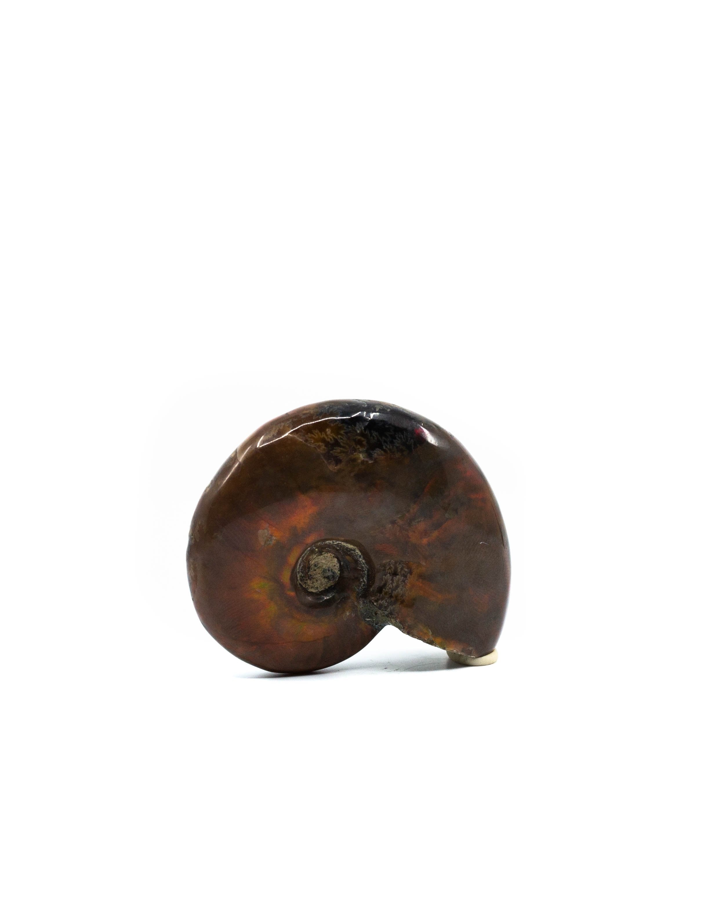 Red Flash Ammonite